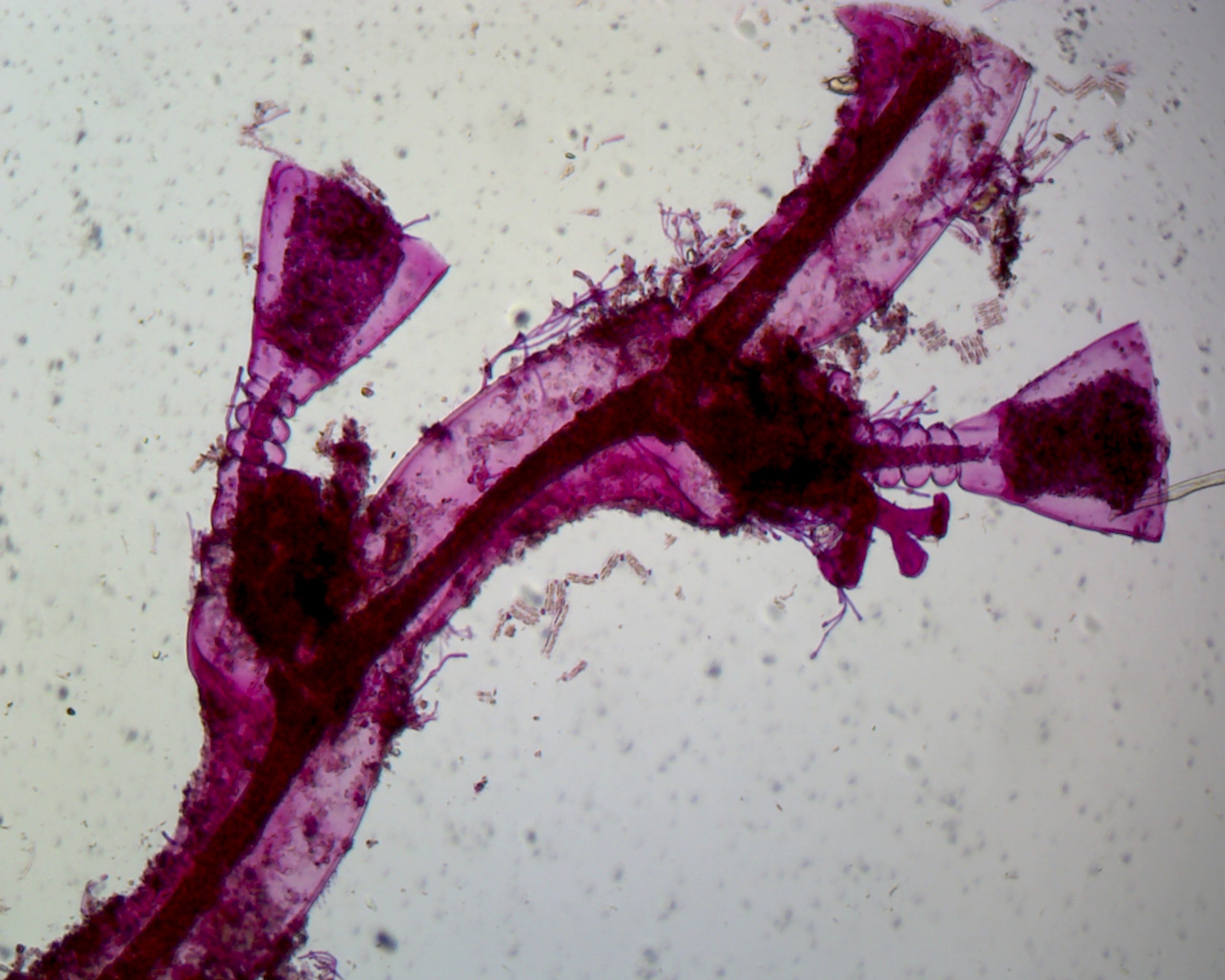 Obelia Hydroids; Whole-mount by Go Science Crazy