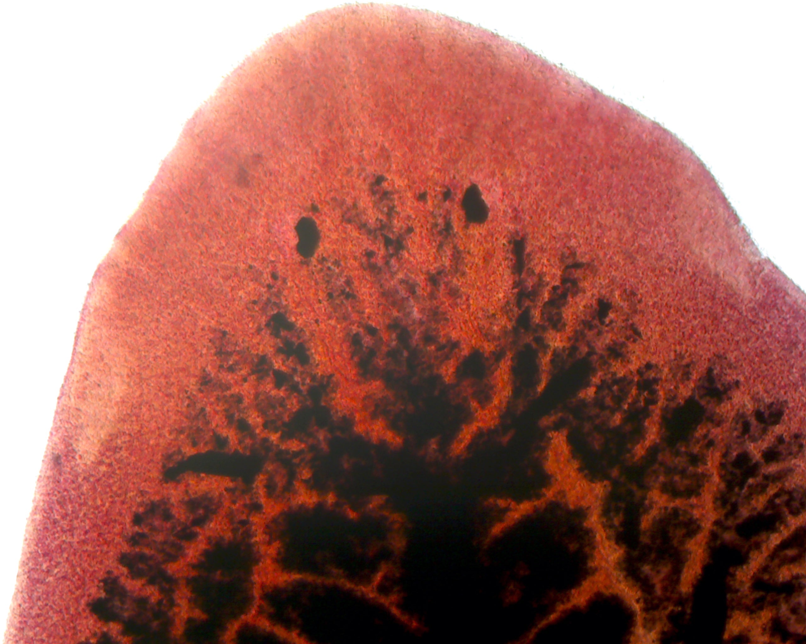 Planaria (Carbon-Fed), Showing Branches and Diverticula of Digestive System; Whole-mount by Go Science Crazy