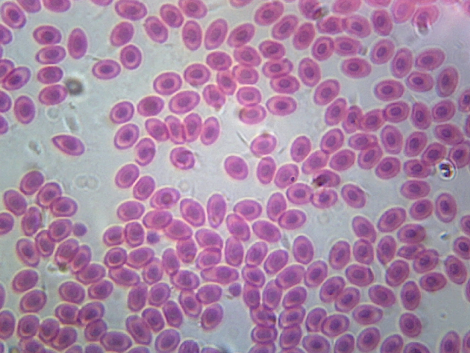 Frog Blood; Smear by Go Science Crazy