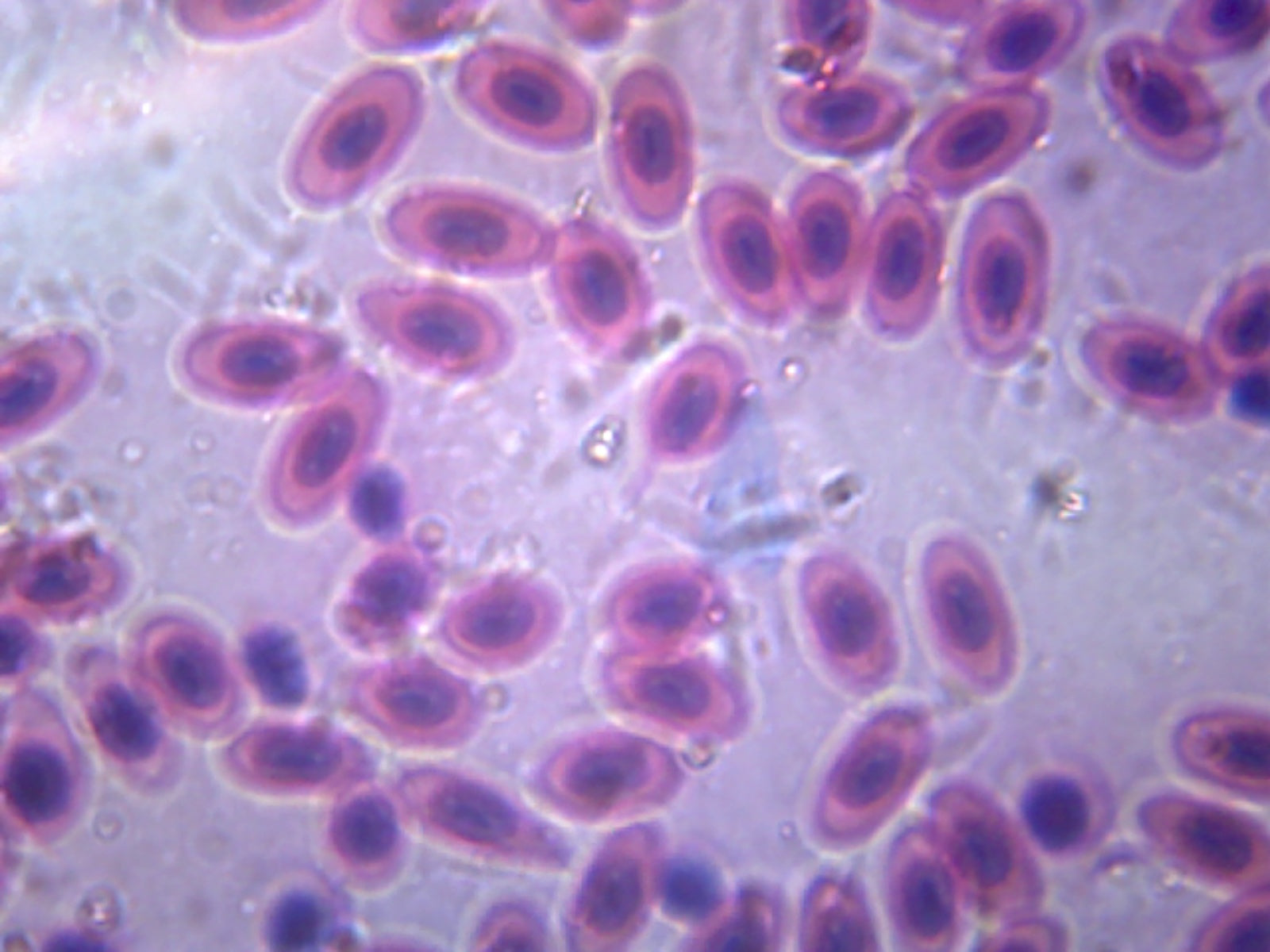 Slide , Amphiuma Blood; Smear