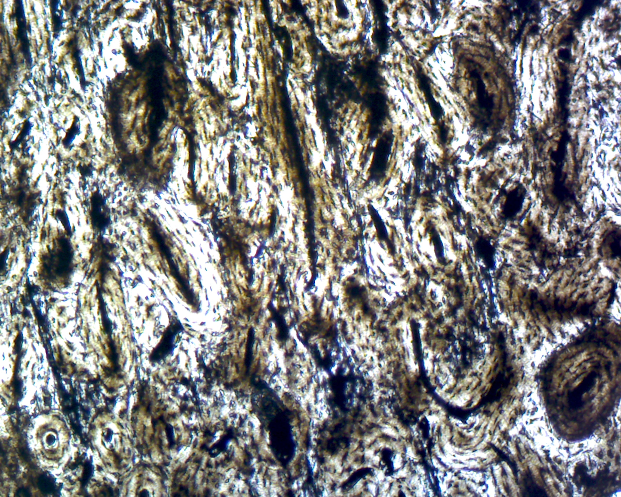 Compact Bone; Ground by Go Science Crazy