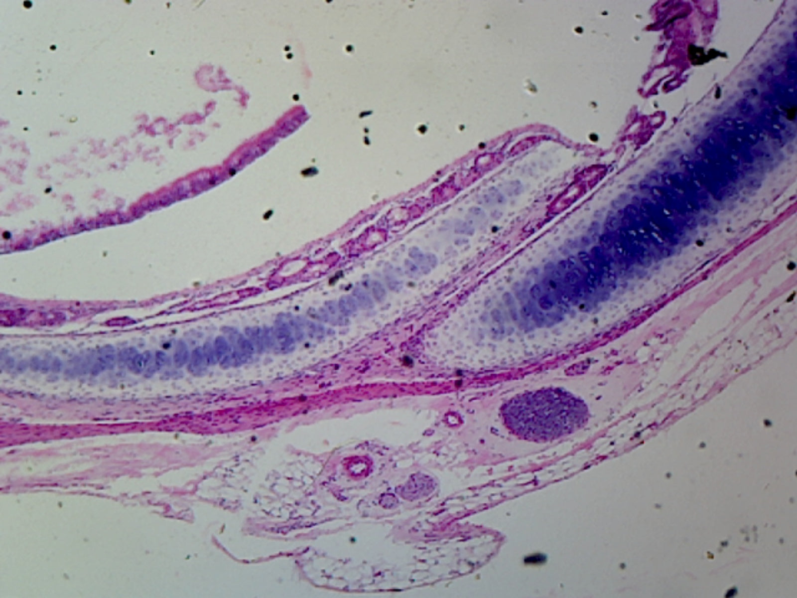 Hyaline Cartilage, Mammalian (from Trachea or Rib); Section; Showing Chondrocytes