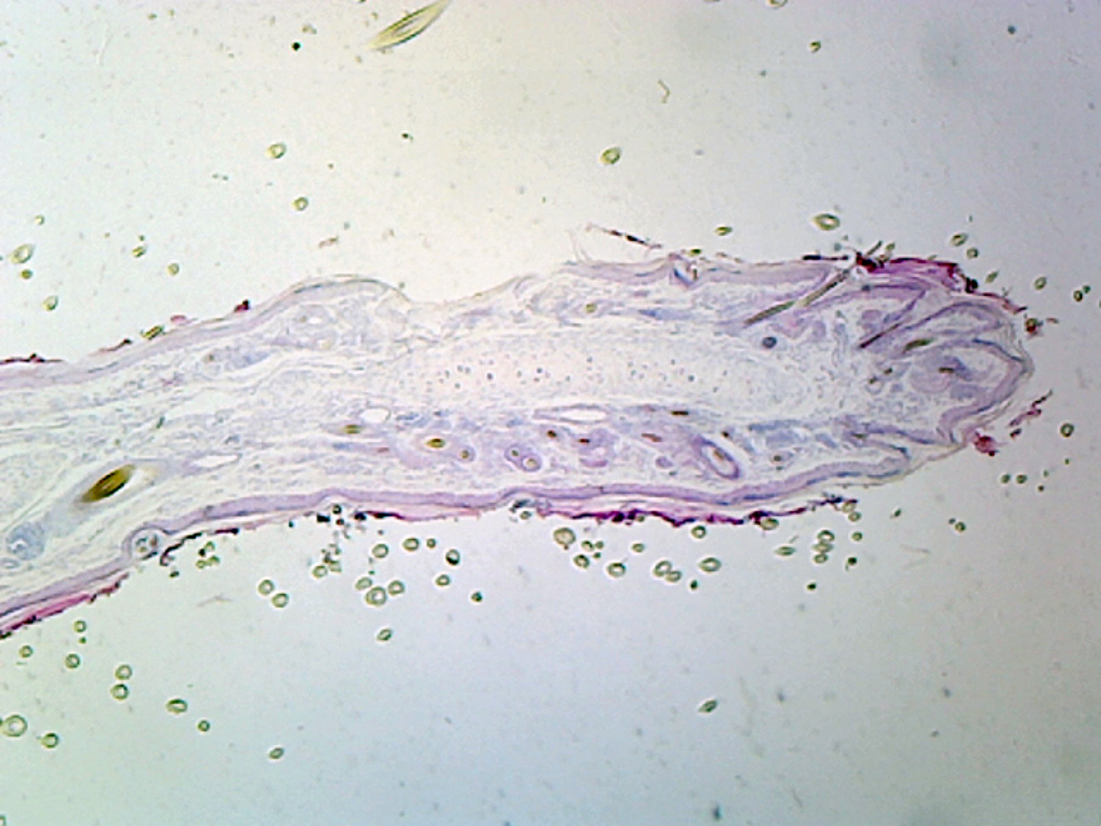 Slide of Yellow Elastic Cartilage, Mammalian; Section