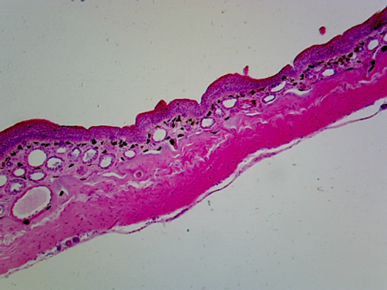 Slide, Amphibian Skin; Cross Section
