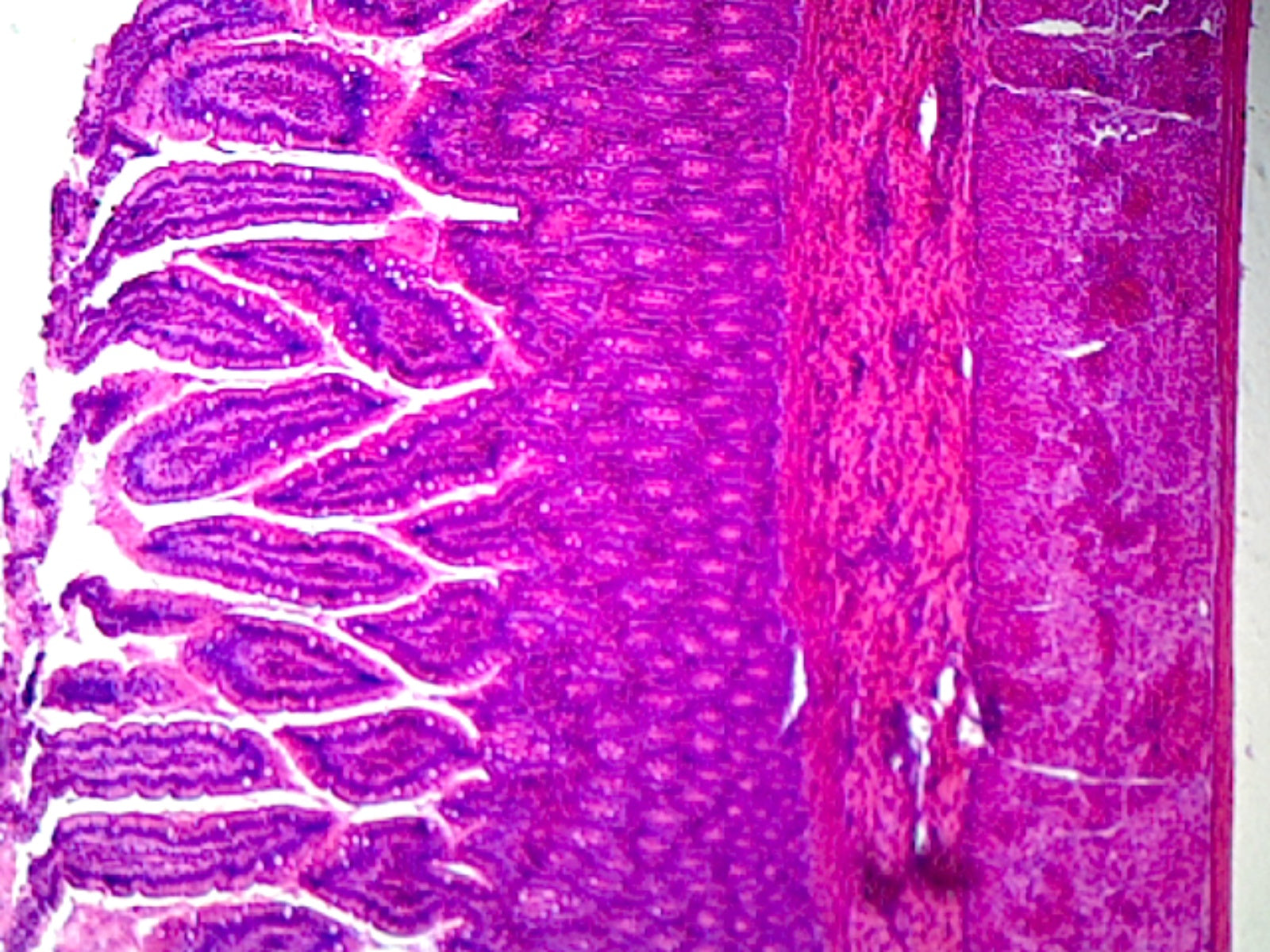 Smooth Muscle, Mammalian; Showing Smooth Fibers; Cross Section and Longitudinal Section by Go Science Crazy
