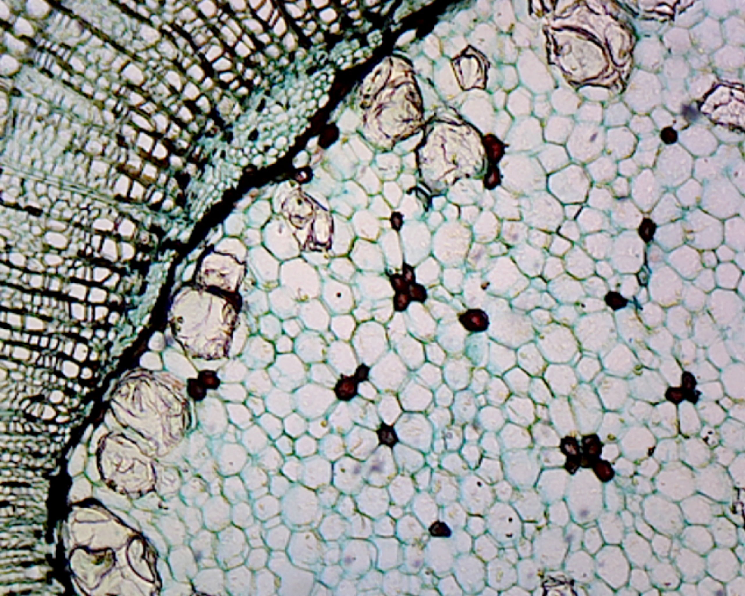 Prepared Microscope Slide, Cork Cells, Cross Section.