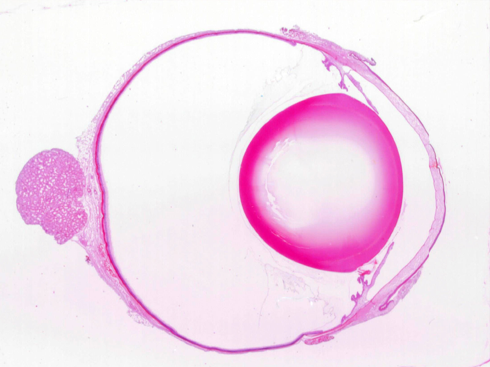 Retina and Tapetum, Mammalian; Longitudinal Section; H&E Stain; Showing Optic Nerve Entrance by Go Science Crazy
