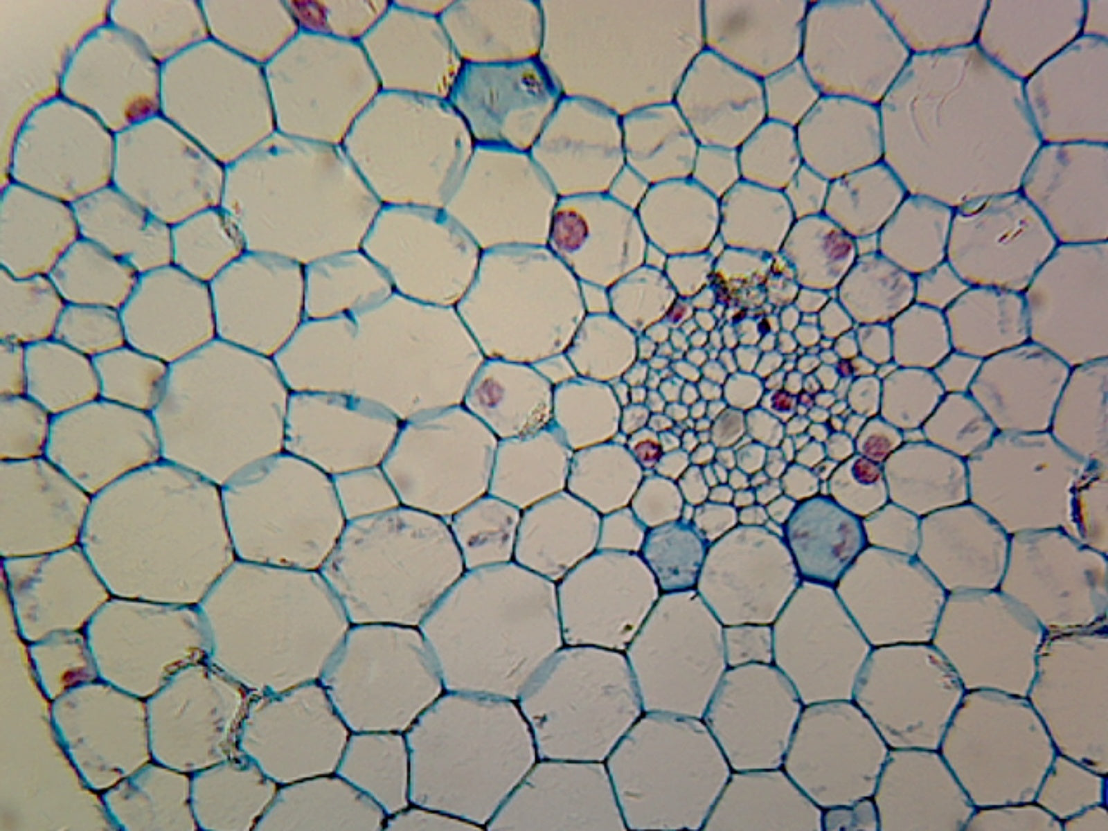 Elodea Stem; Typical Monocot Stem; Cross Section by Go Science Crazy