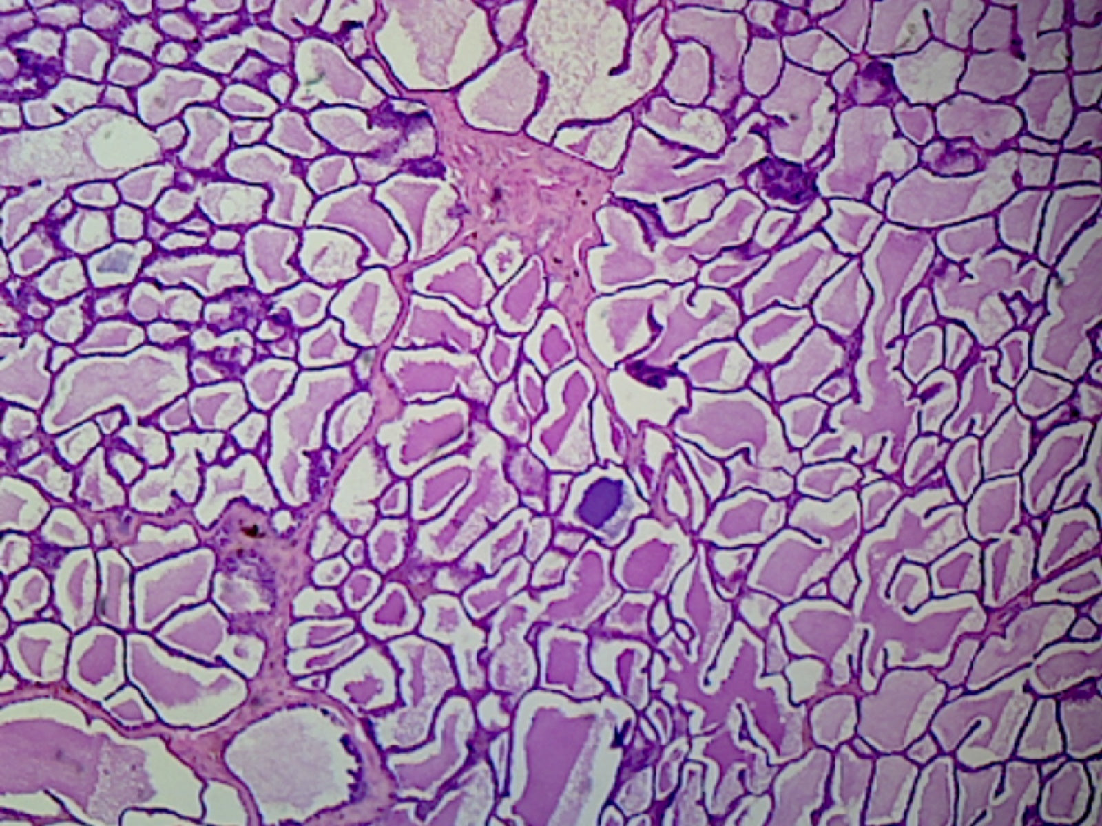 Slide, Active Mammary Gland; Section; H&E Stain