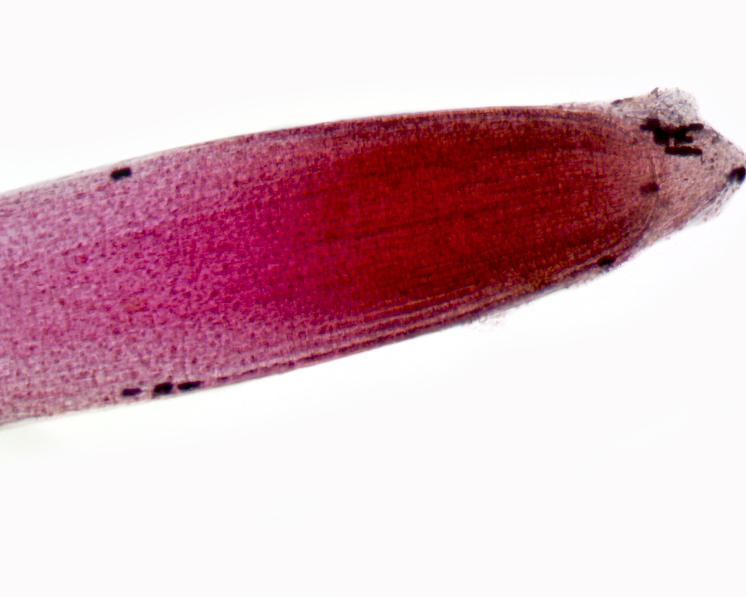 Grass Root; Showing Root Hairs and Cap; Whole-mount