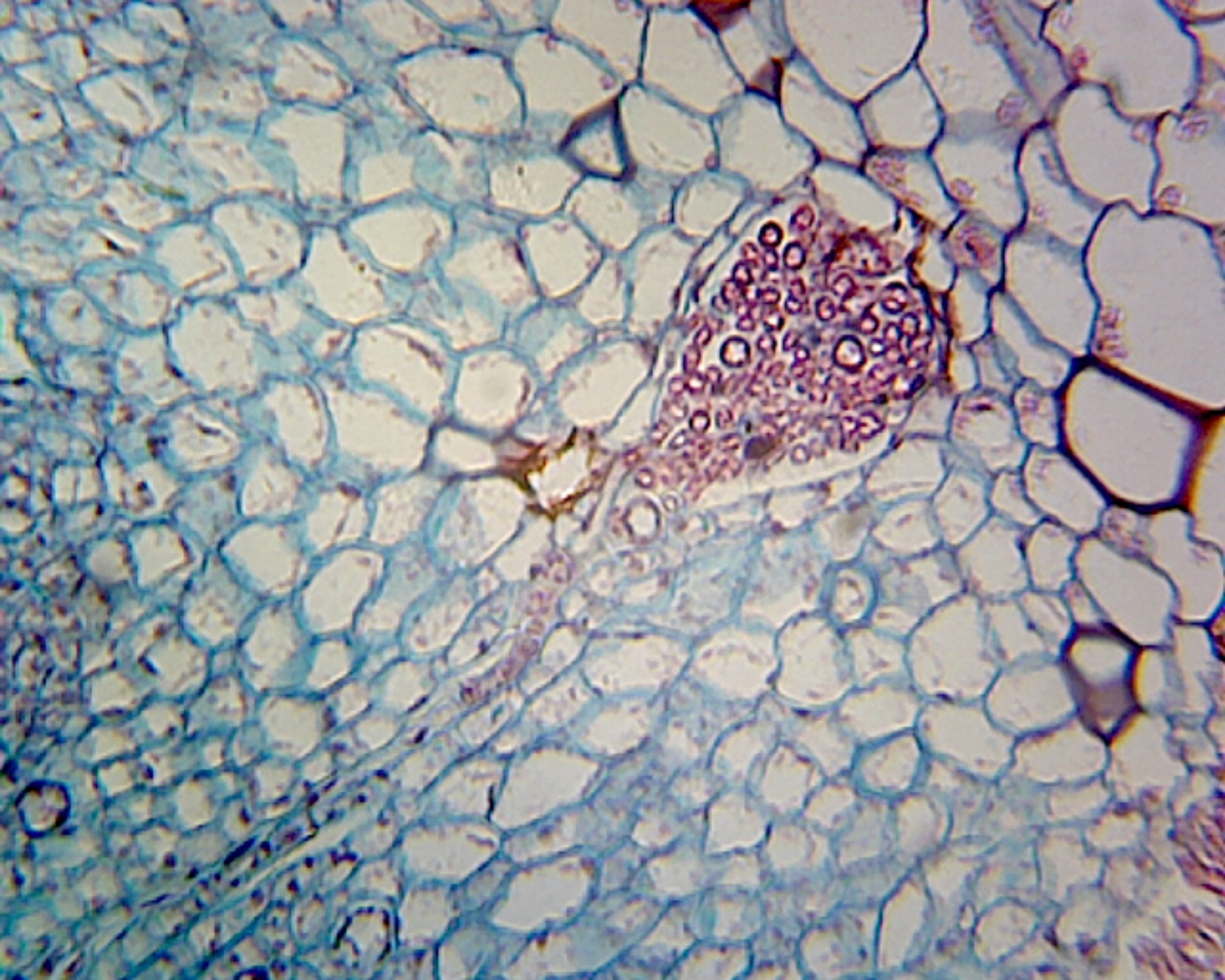 Marchantia Gemmae; Whole-mount by Go Science Crazy