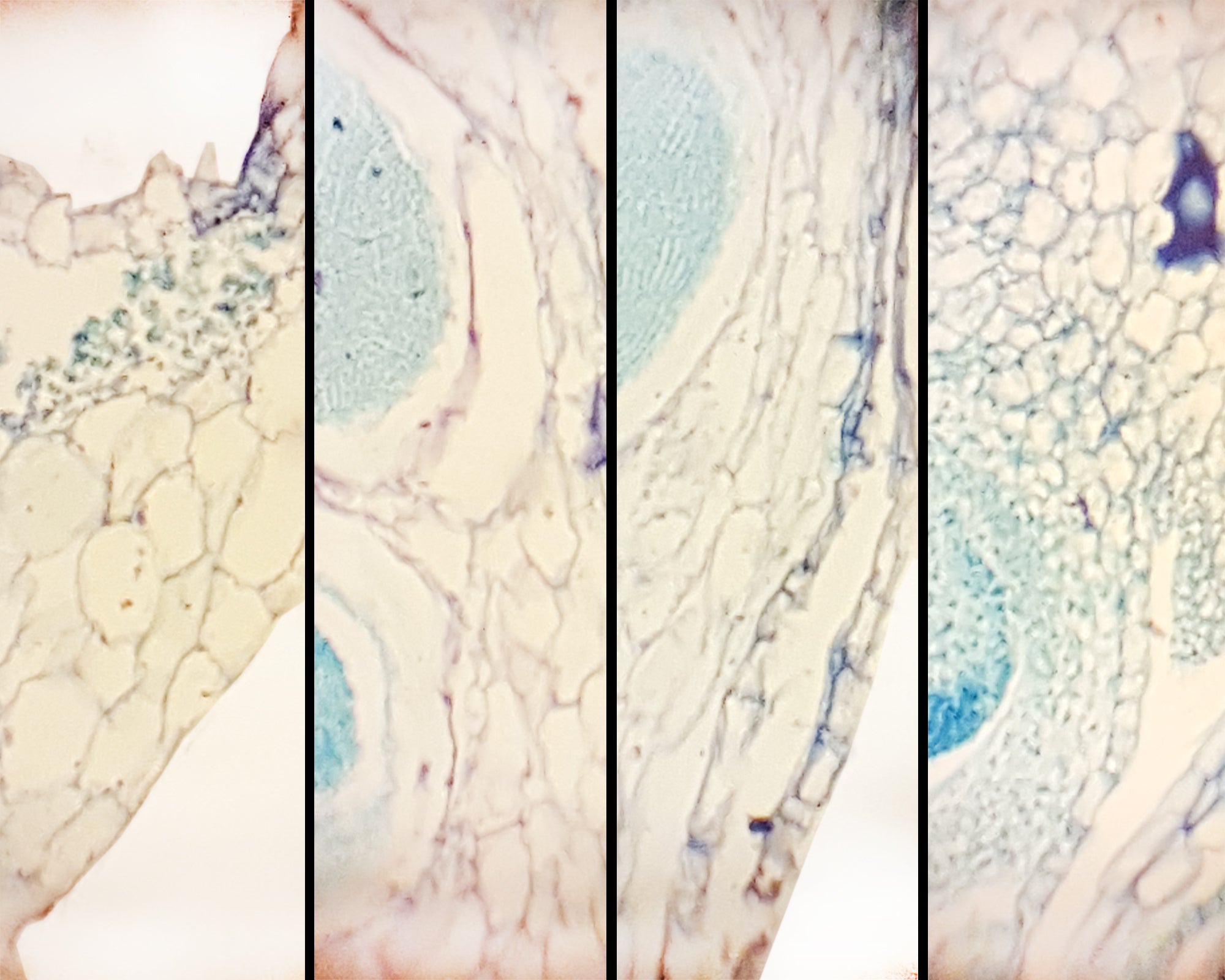 Marchantia Life History Composite; Section Showing Gemmae Cup, Anteredia, Archegonia and Sporophyte by Go Science Crazy