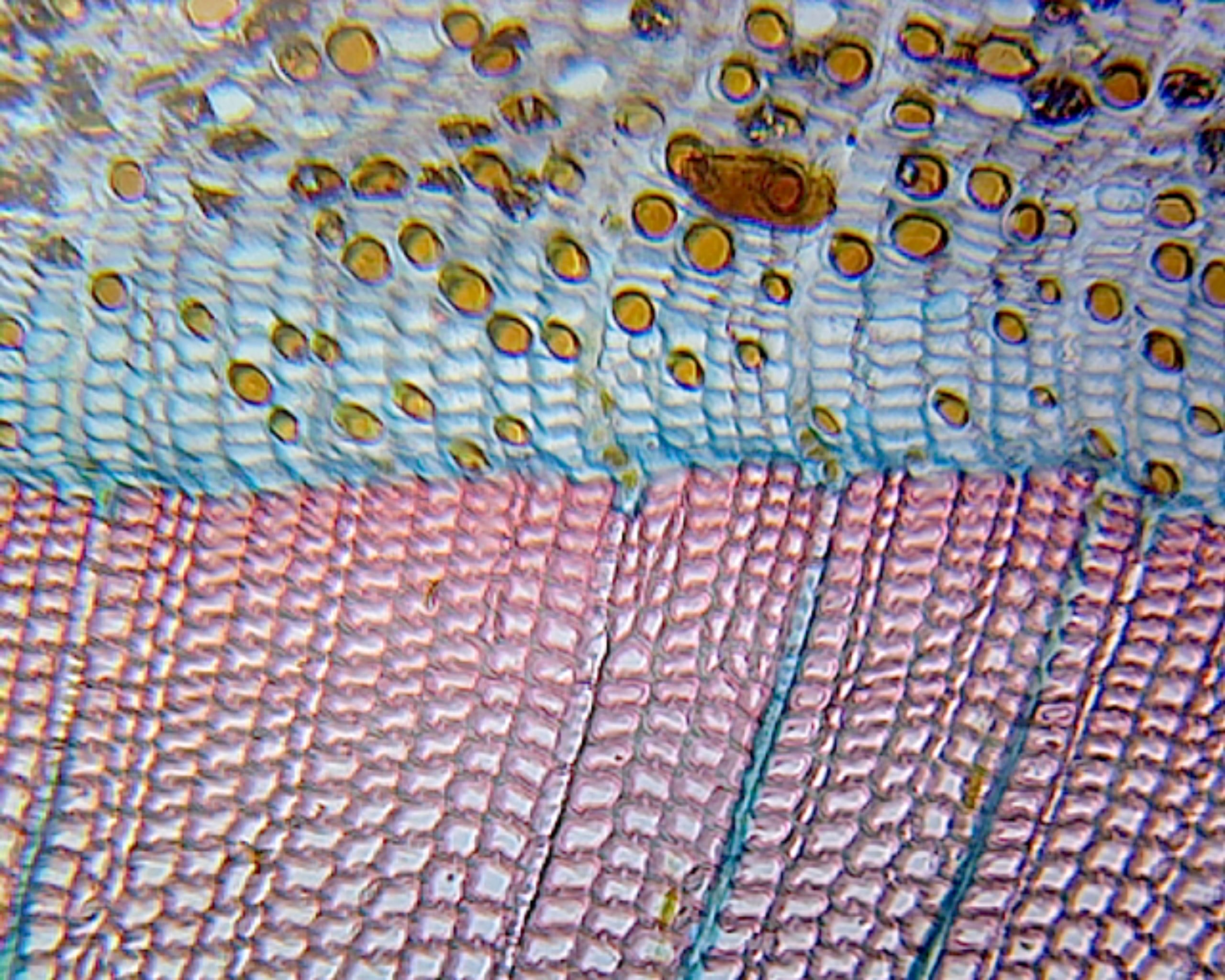 Pine Mature Stem; Showing Annual Rings and Resin Ducts; Cross Section by Go Science Crazy