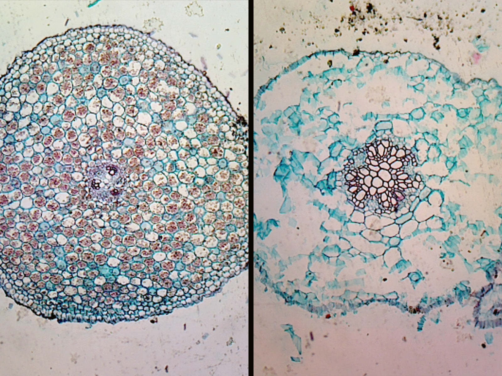 Herbaceous (Buttercup) and Woody (Linden) Roots Comparison; Cross Section by Go Science Crazy