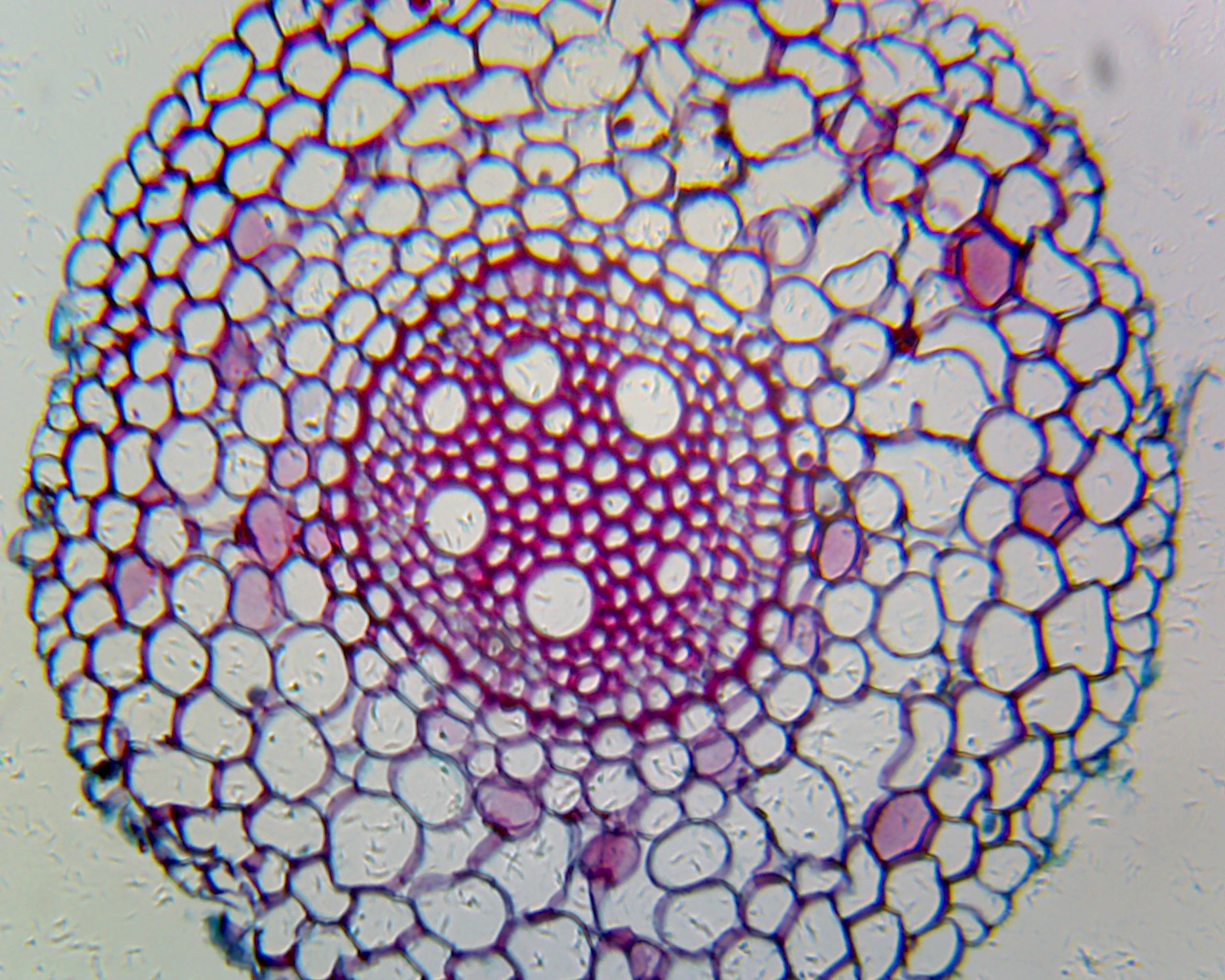 Slide, Allium Root; Cross Section