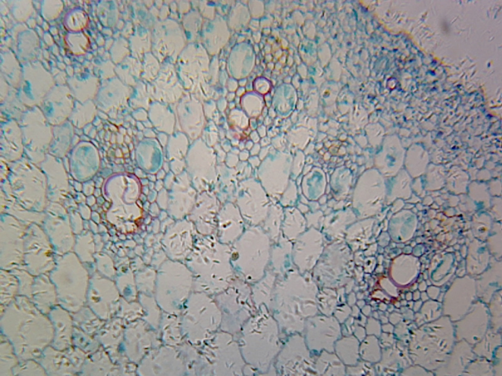 Microscope Slide - Zea Mays Corn Root Tip; Cross Section