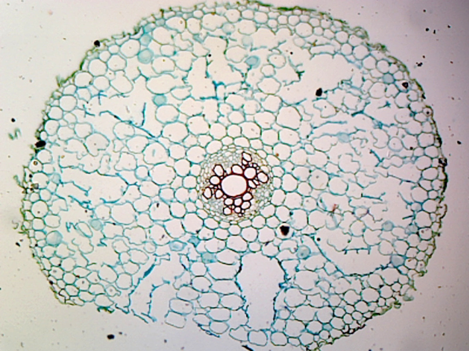 Ranunculus Root; Cross Section by Go Science Crazy