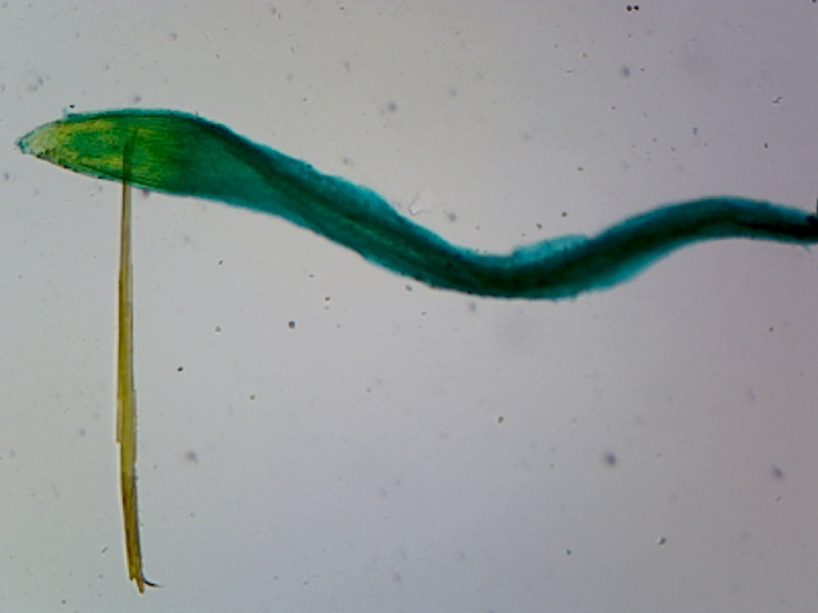 Raphanus Root Tip; Showing Root Hairs and Cap; Whole-mount by Go Science Crazy