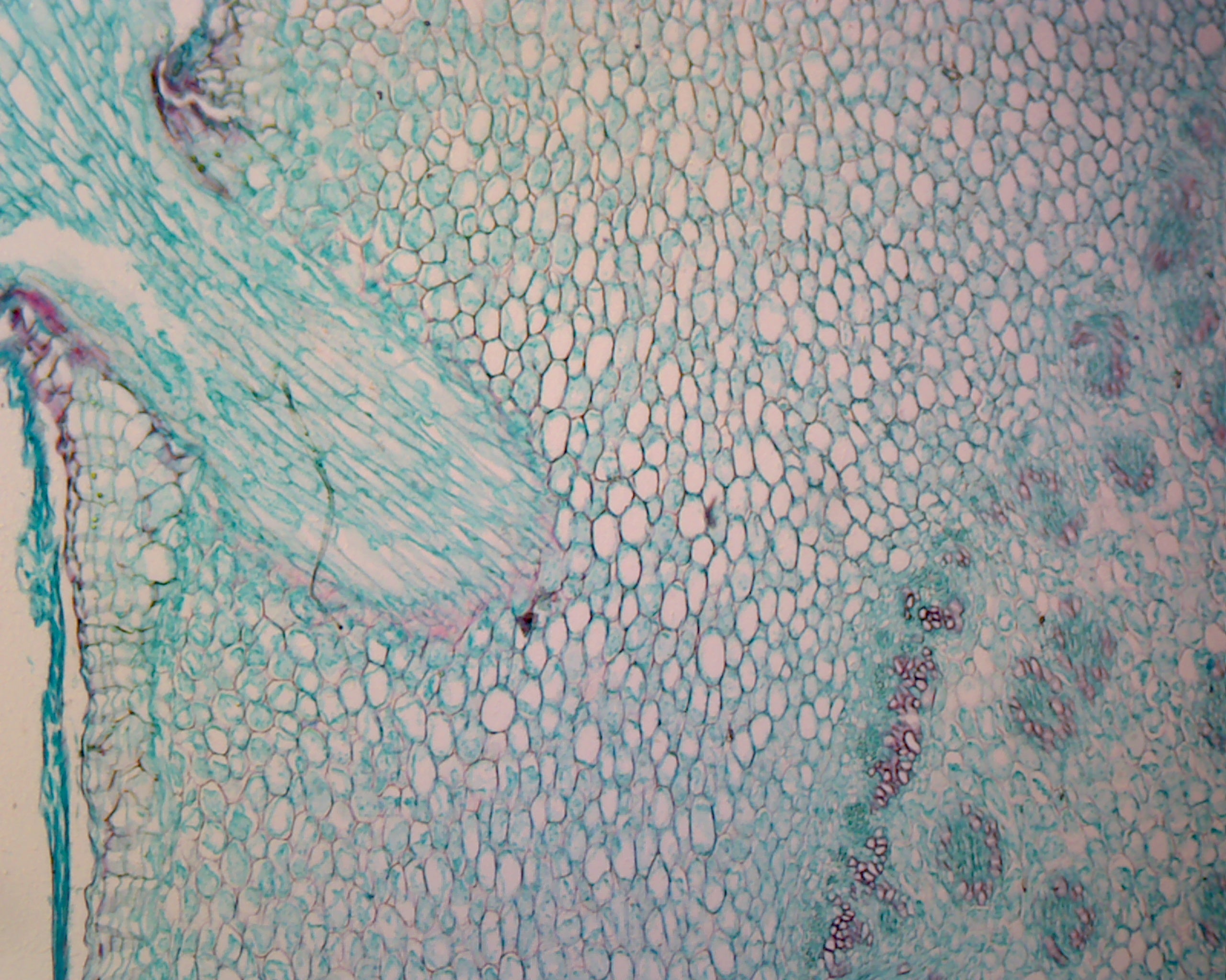 Basswood (Tilia) Root; Typical Dicot Root; Cross Section by Go Science Crazy
