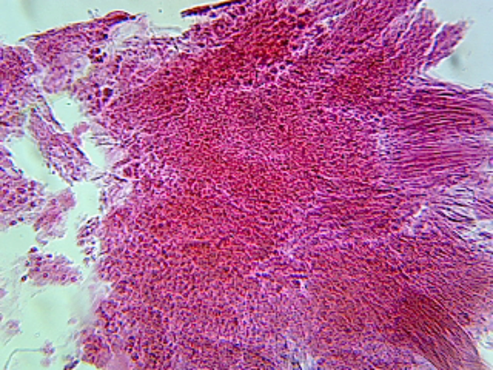 Prepared Microscope Slide for Education. Allium Cepa Root Tip Squash Whole-mount