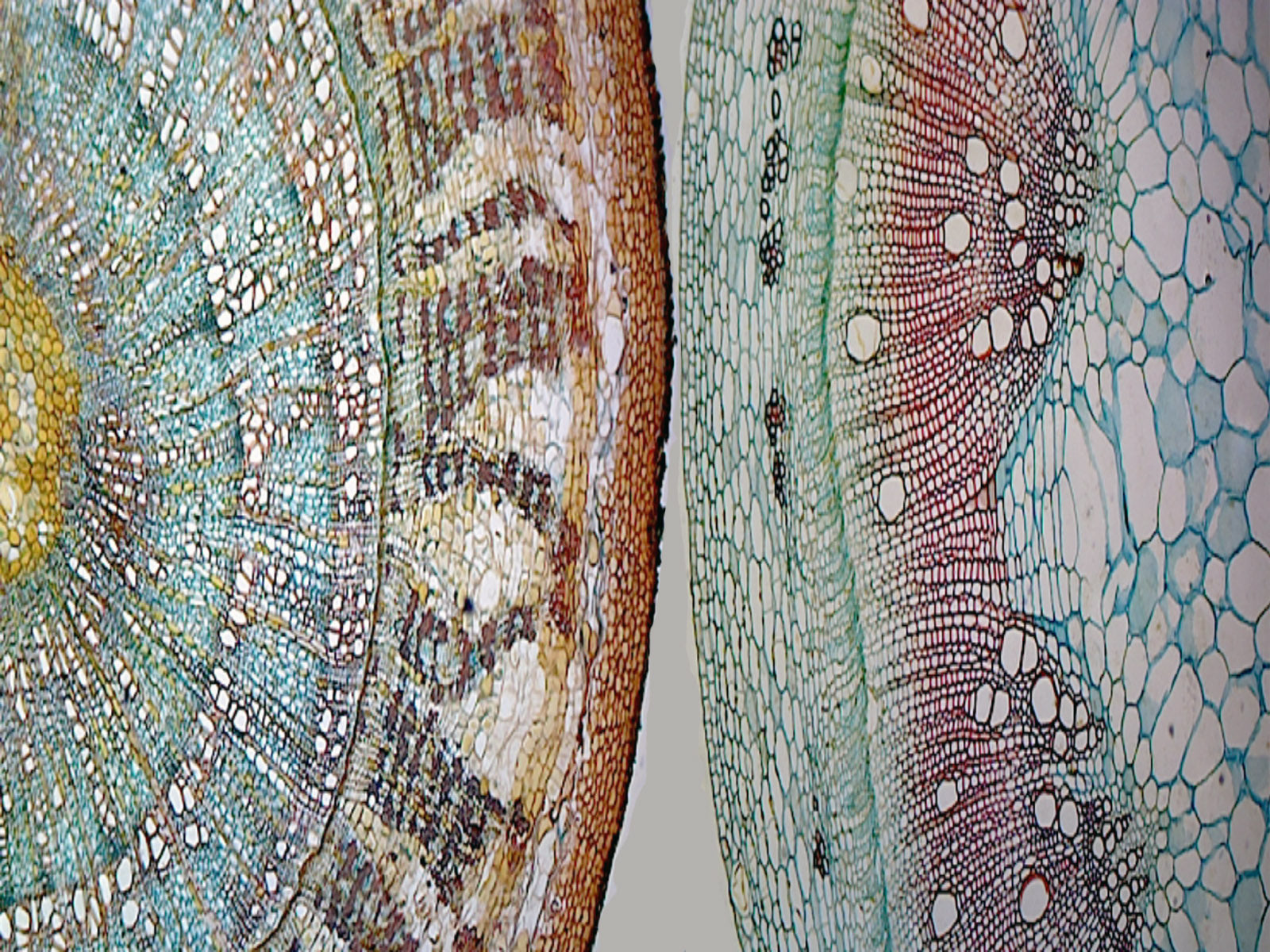 Herbaceous (Sunflower) and Woody (Basswood) Stem Comparison; Cross Section