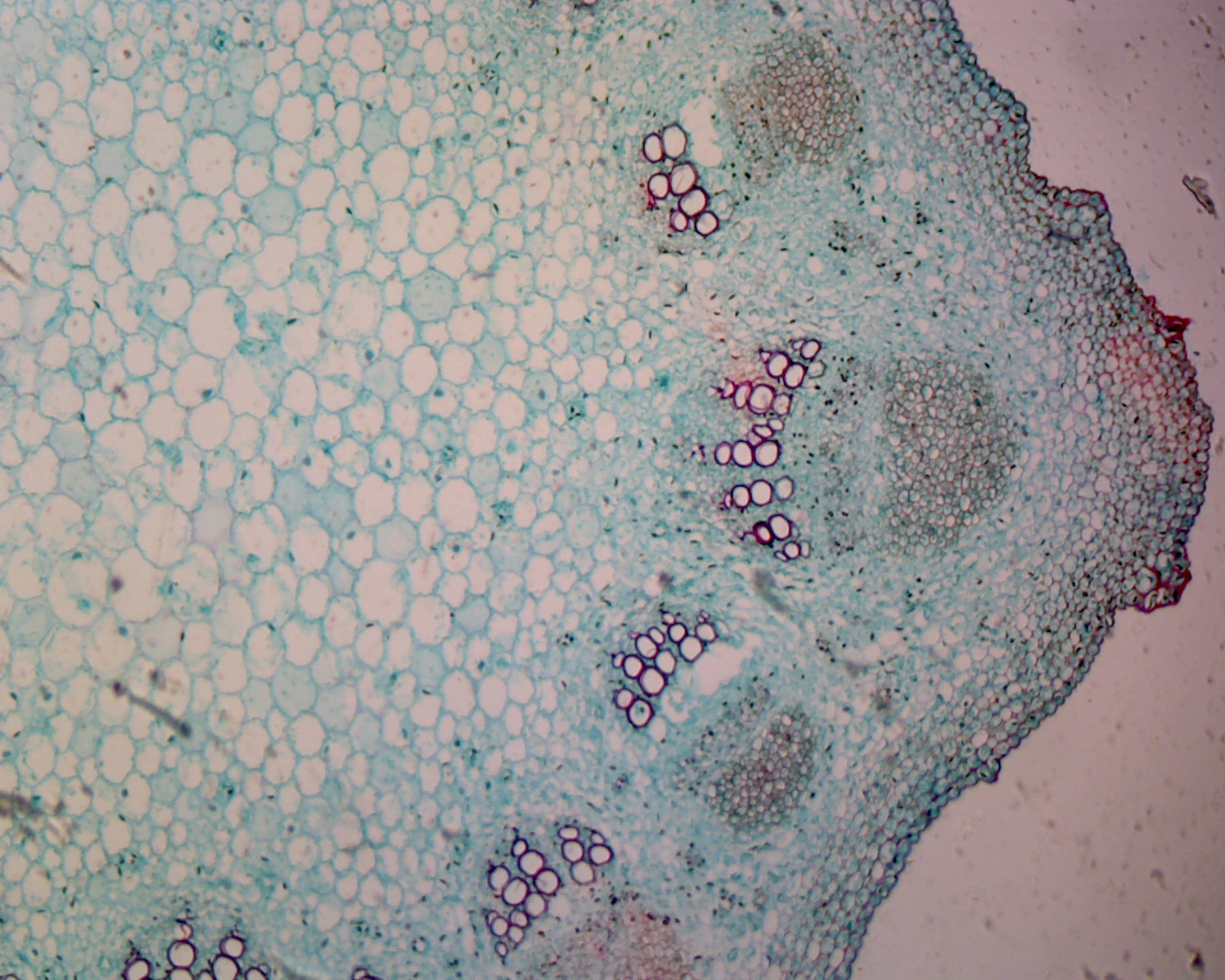 Sunflower (Helianthus) Young Stem; Cross Section