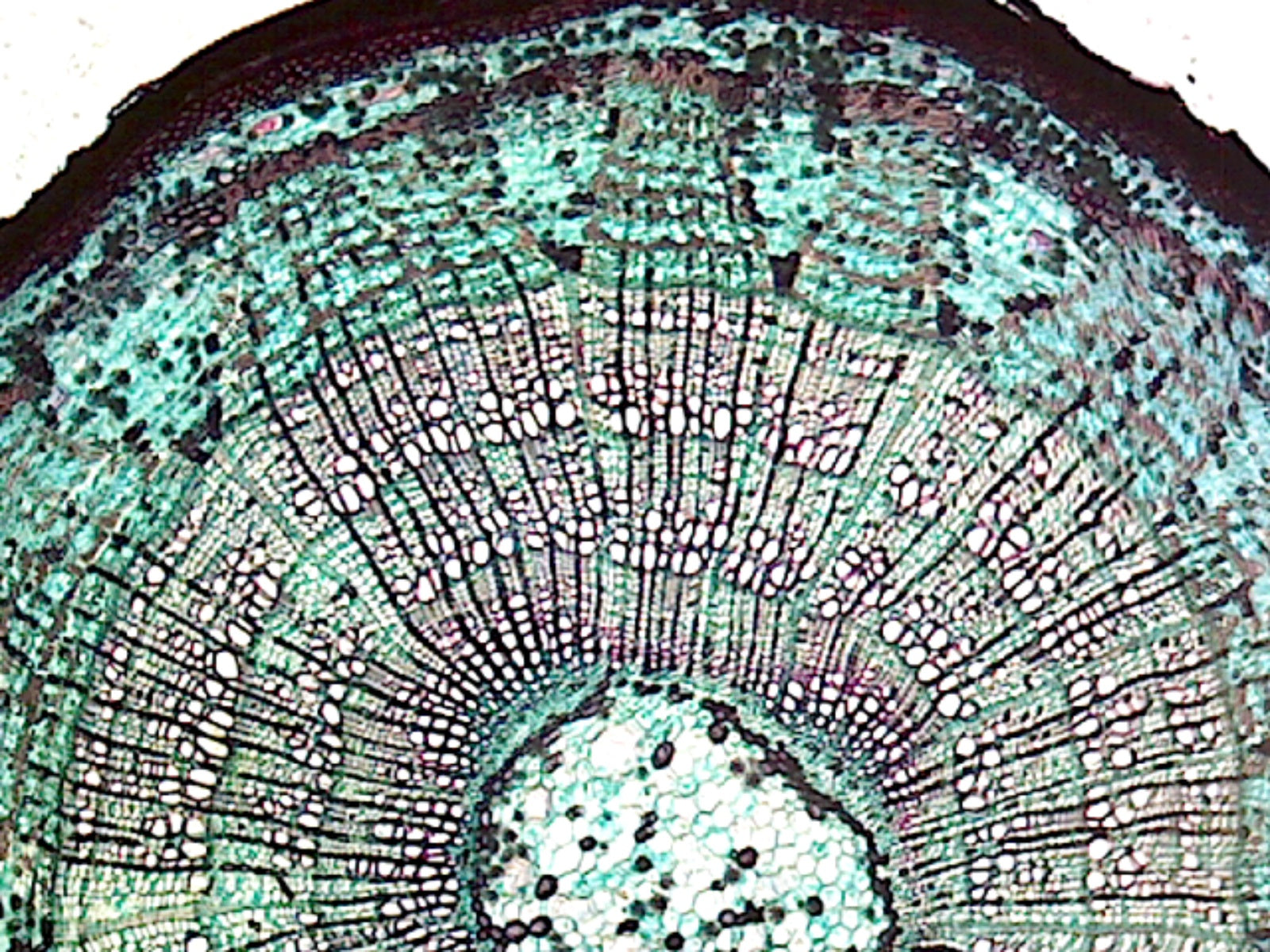 Basswood (Tilia) Three Year Old Stem; Showing Progression of Rings Formation; Cross Section