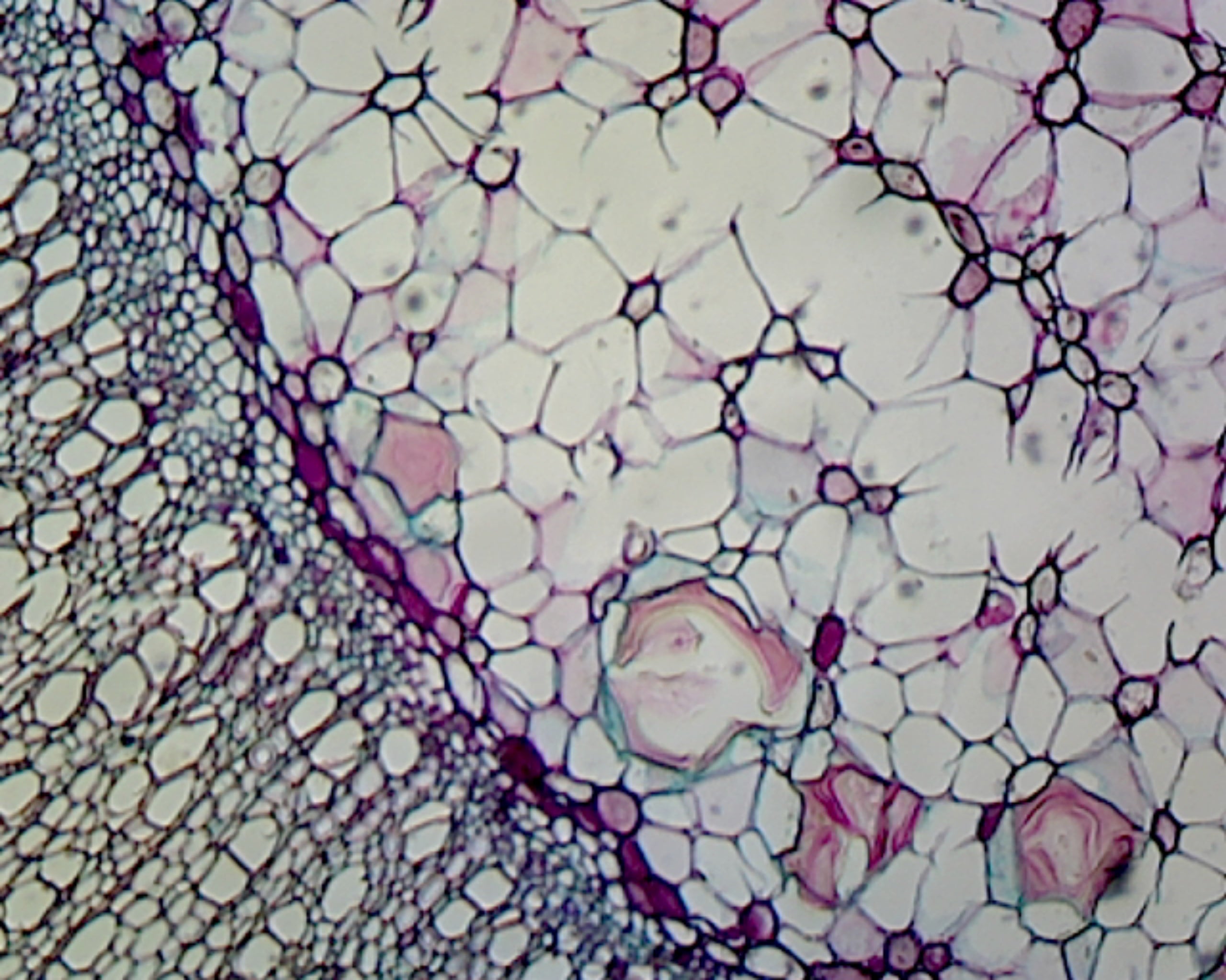 Basswood (Tilia) Two Years Stem; Cross Section by Go Science Crazy