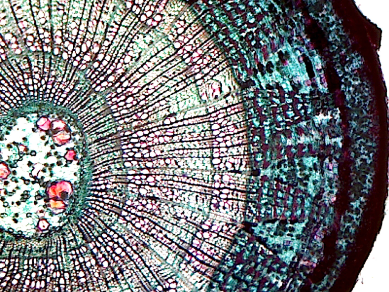 Basswood (Tilia) Older Stem; Cross Section by Go Science Crazy