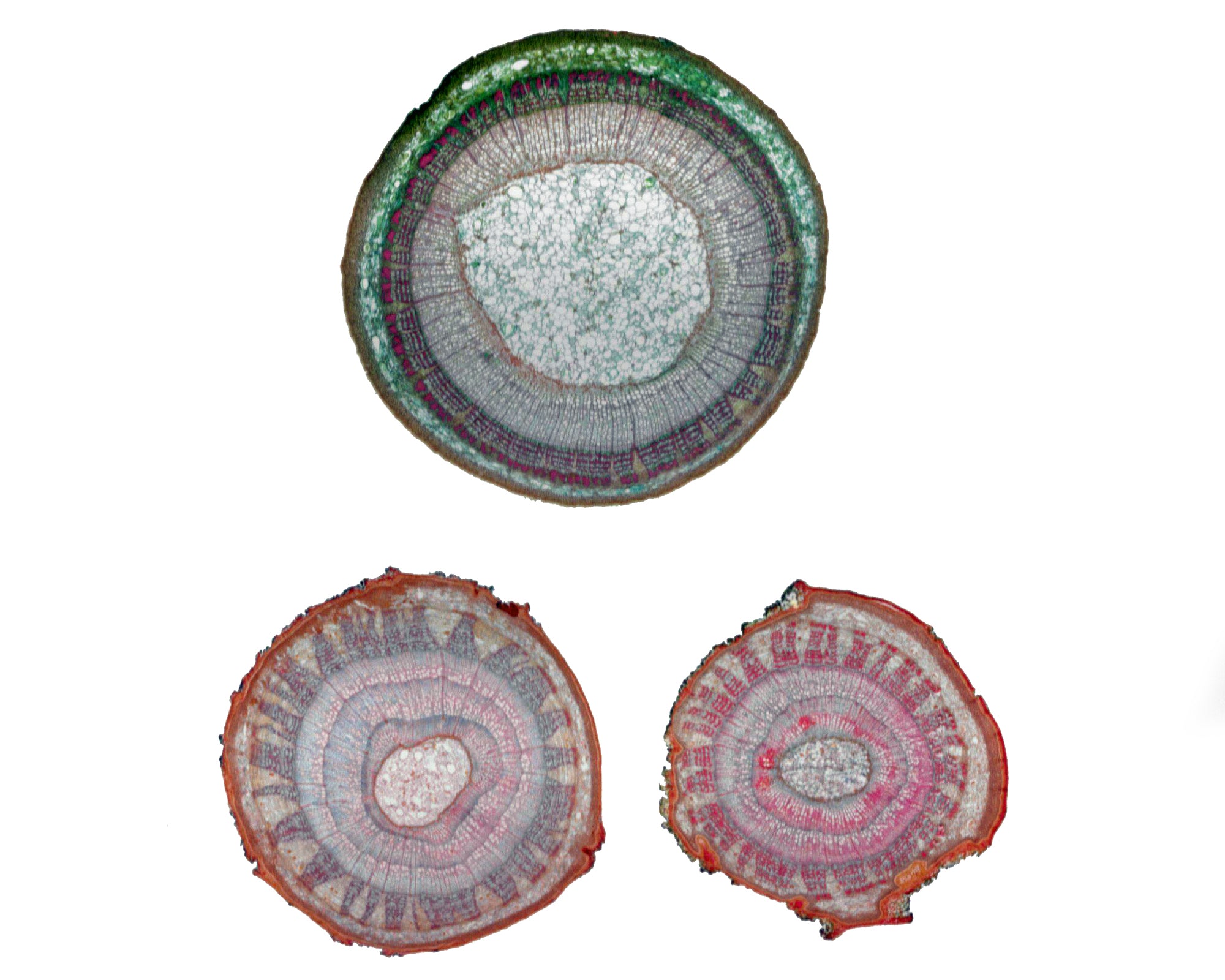 Prepared Microscope Slide, Basswood (Tilia) One, Two, and Three Years Old Stems, Cross Section.