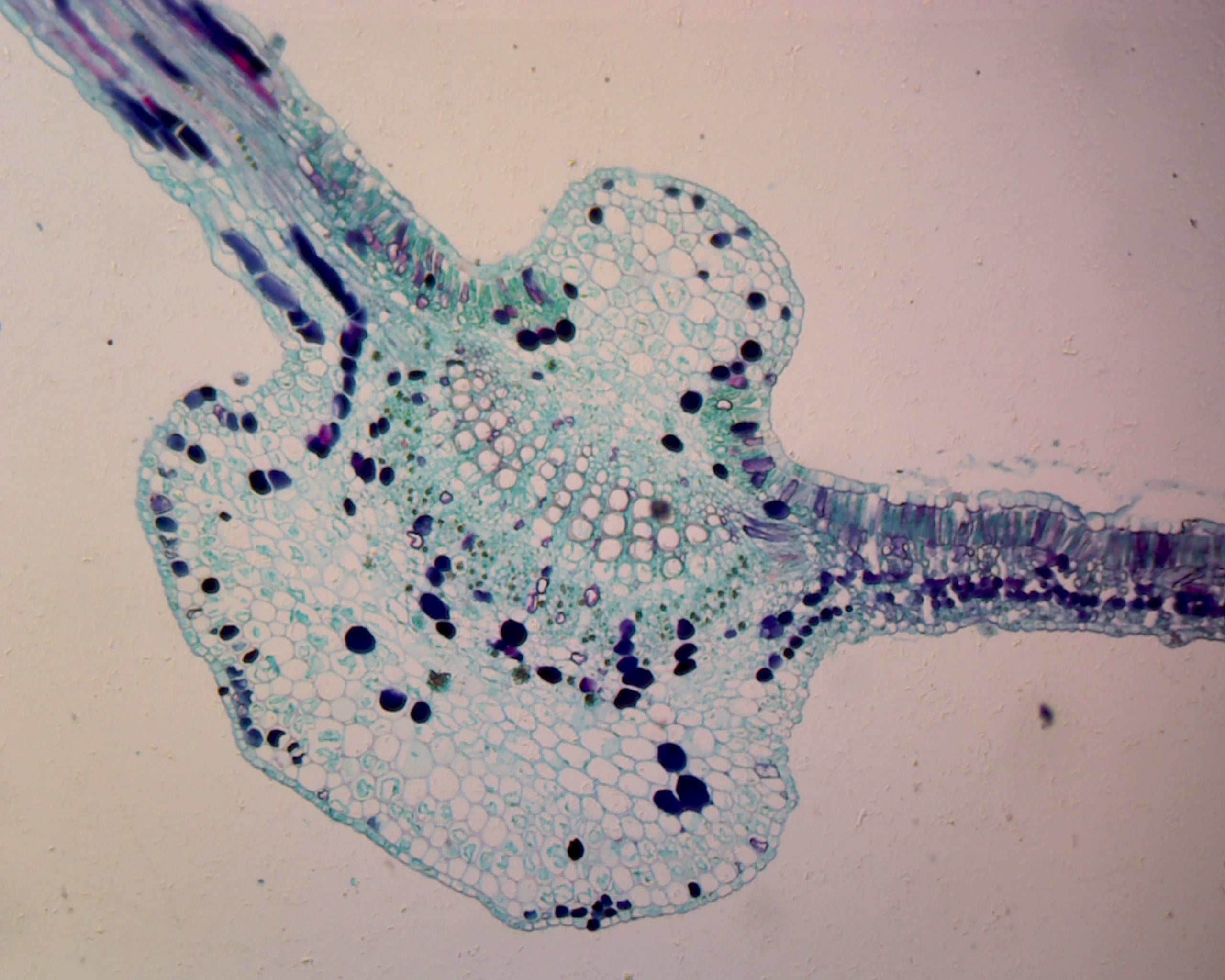 Begonia Leaf; Cross Section by Go Science Crazy
