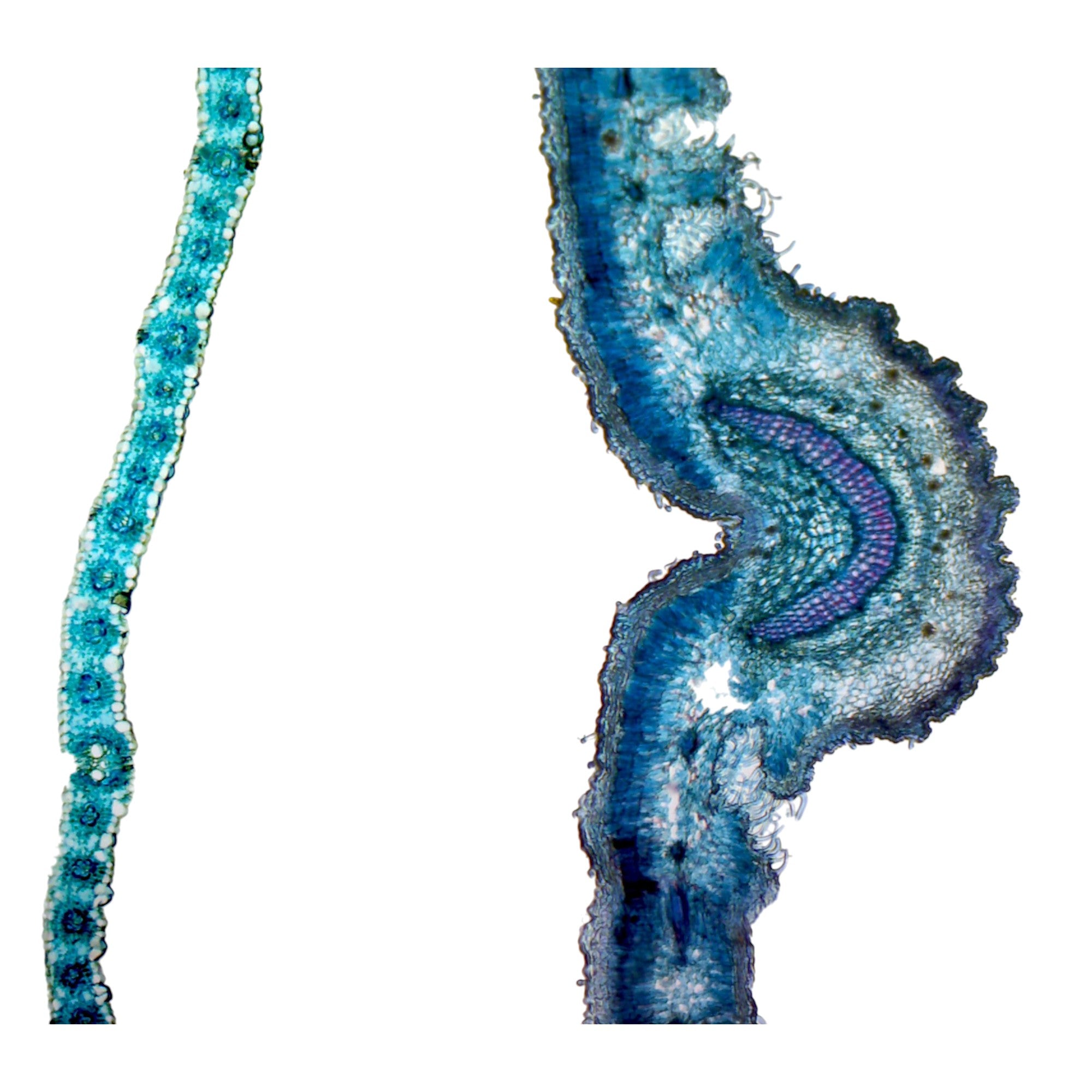 Monocot (Lilium) and Dicot (Sedum) Leaf Epidermis Comparison; Whole-mount Microscope Slide