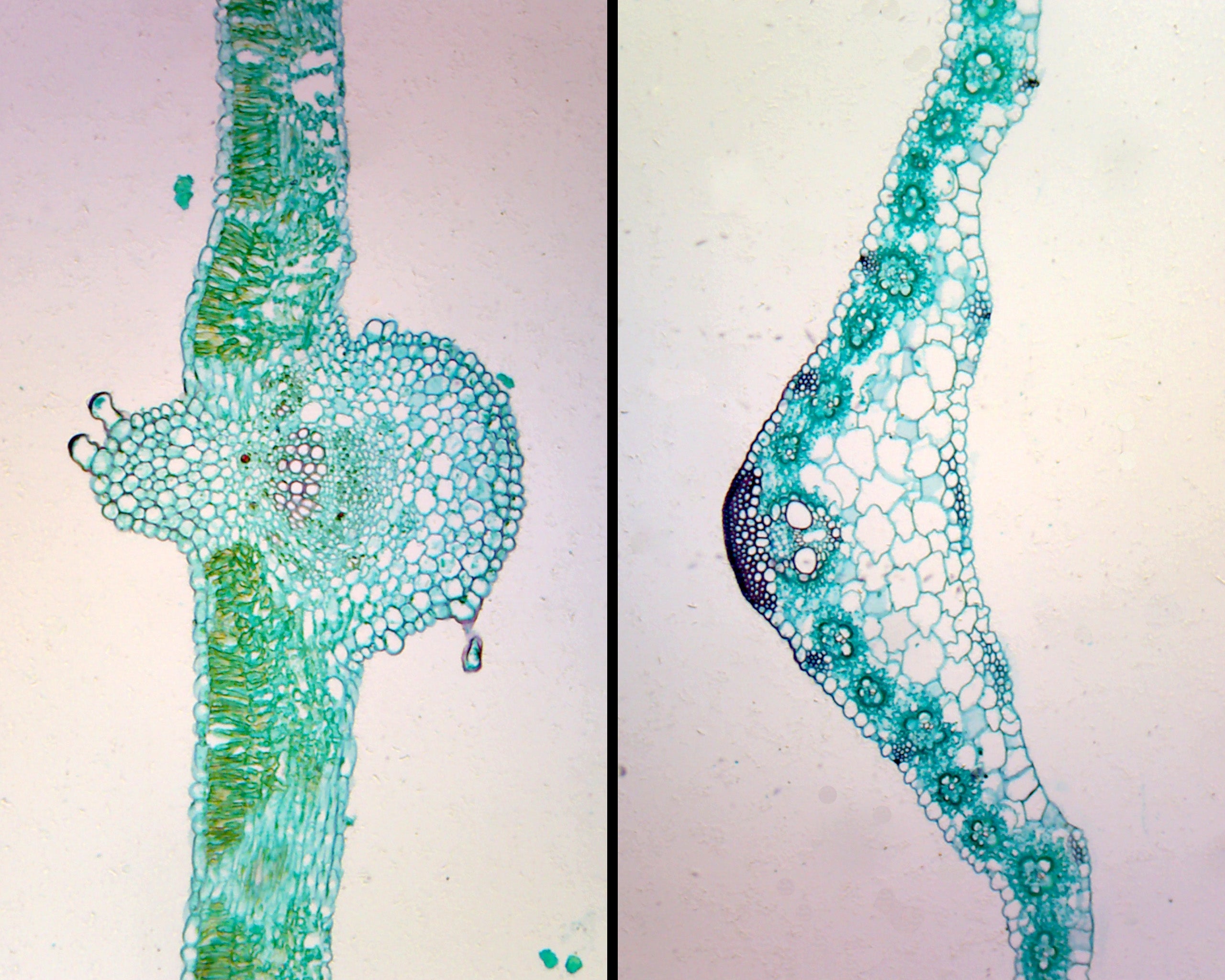 Prepared Microscope Slide Monocot and Dicot Leaf Comparison; Cross Section
