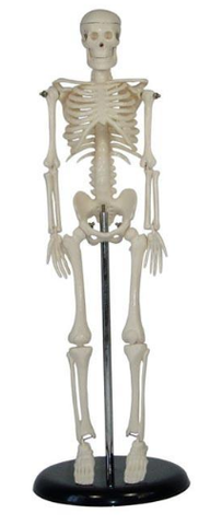 Skeleton Model, Desktop Sized, for Science Education