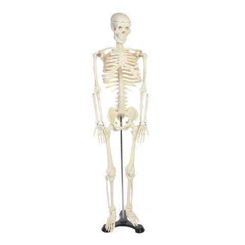 Skeleton Model for the study of physiology. Size 34inches or 85cm with support stand.