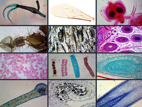 Biology Microscope Slide Set – 23 Slides