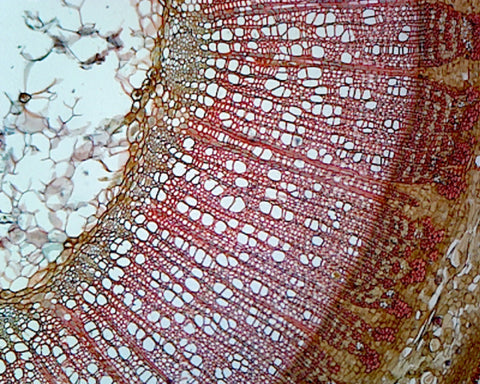 Basswood (Tilia) One Year Old Stem; Cross Section by Go Science Crazy