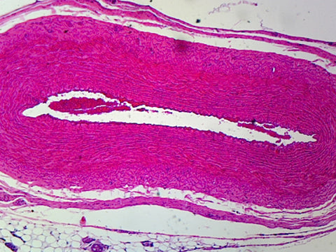 Capillary from Omentum, Mammalian; Whole-mount by Go Science Crazy