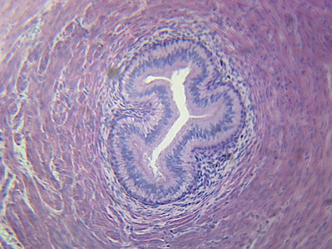 Ureter, Mammalian; Showing Tissue Layers; Cross Section by Go Science Crazy