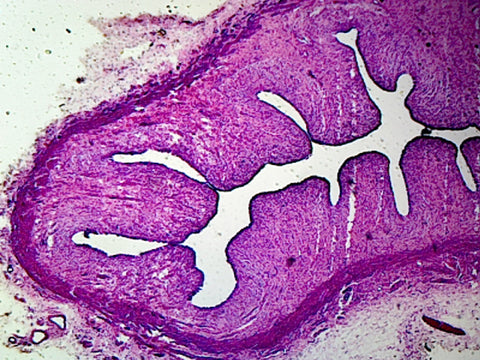 Vagina, Mammalian; Showing Cornified Squamous Epithelium; Section by Go Science Crazy