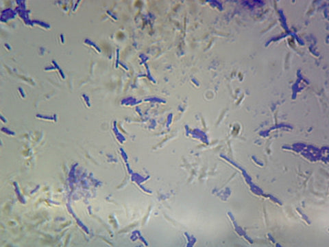 Bacillus Subtilis (Spore Forming); Smear; Gram-Positive by Go Science Crazy