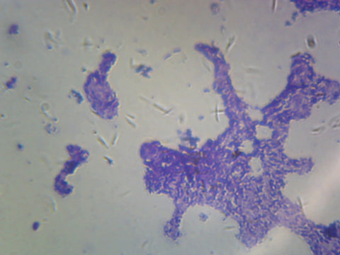 Bacillus; Smear; Gram-Positive by Go Science Crazy