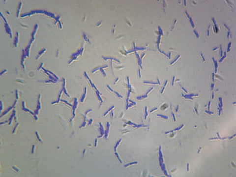 Bacteria Spores; Smear by Go Science Crazy