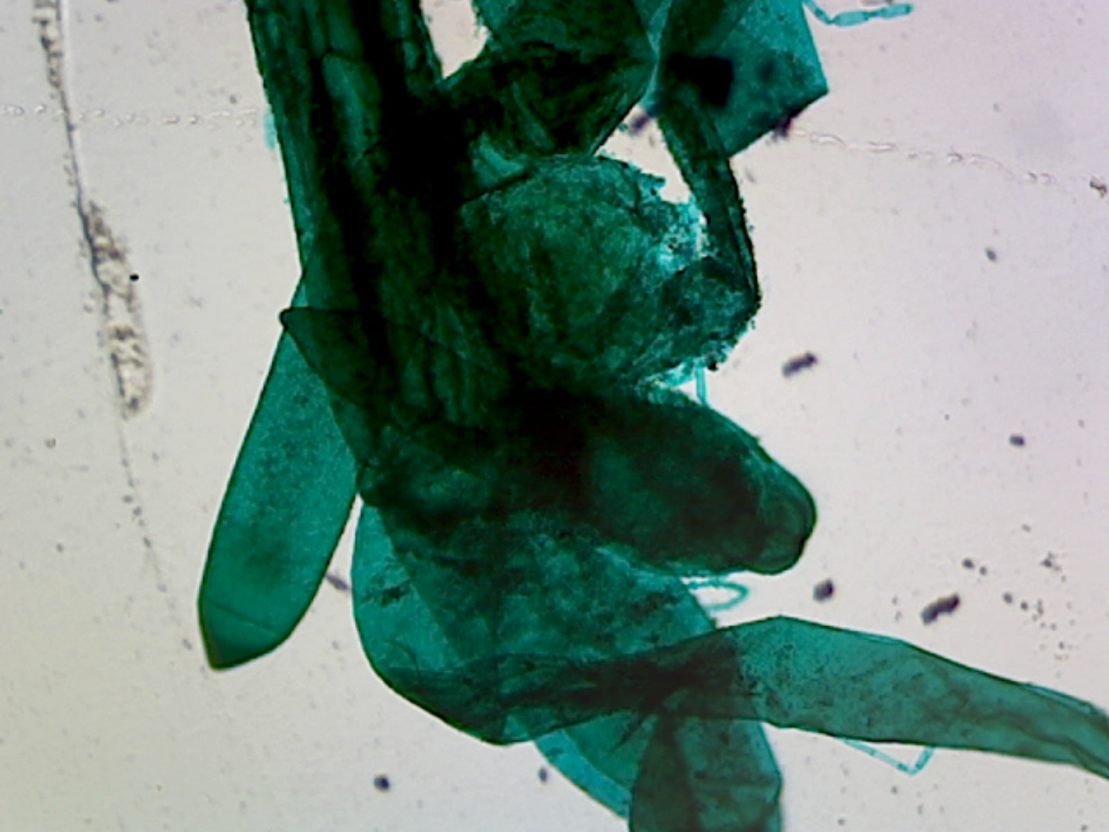 Microscope Slide, Whole-Mount, Chlorophyta Green Algae; Chara; Showing Reproductive Organs;