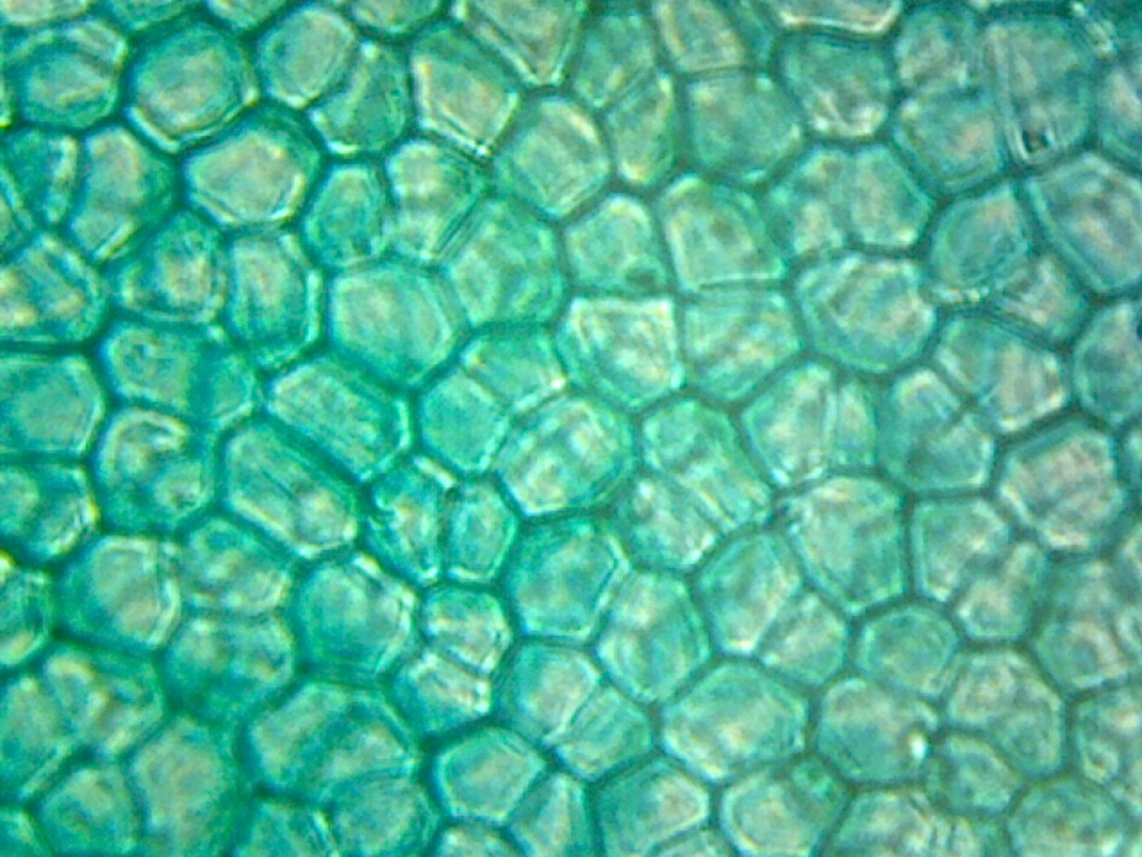 Microcope Slide; Ulva (Sea Lettuce) Thallus; Section by Go Science Crazy