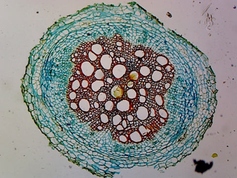 Angiosperm Root; Dicot; Showing General Structures; Cross Section by Go Science Crazy