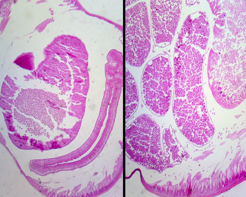 Ascaris Lumbricoides, Male and Female; Cross Section Prepared Microscope Slide by Go Science Crazy