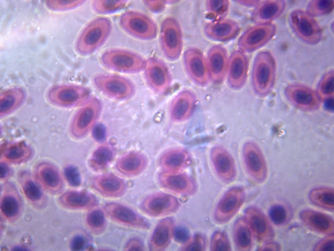 Amphiuma Blood; Smear by Go Science Crazy