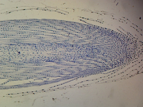 Allium Root Tip Typical Monocot Root; Longitudinal Section by Go Science Crazy