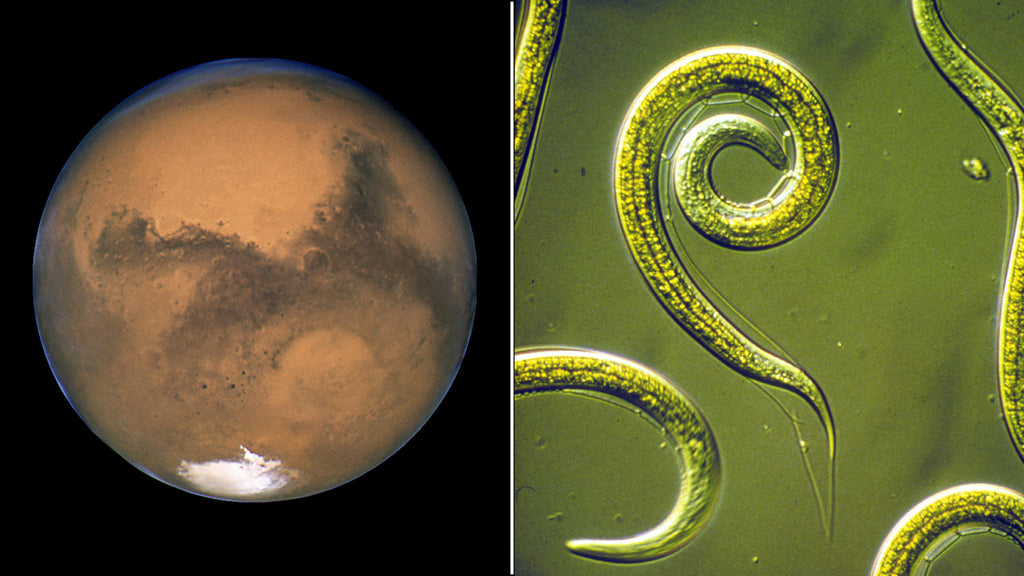 Lake on Mars and Ancient Worms